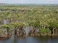 Urubu River flooded forest