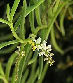 Schoenorchis micrantha , a member of Schoenorchis sect. Schoenorchis