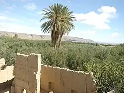 Sidi Benmouh orchard