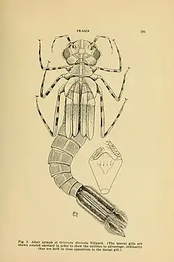 Adult nymph of Oristicta filicicola