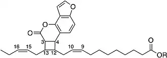 The product of angelicin cycloaddition with linoleic ester.