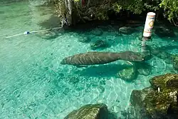 Photo of a single manatee in clear turquoise water swimming past an upright buoy.