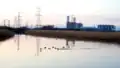 Tufted ducks at Newport Wetlands RSPB Reserve floating walkway