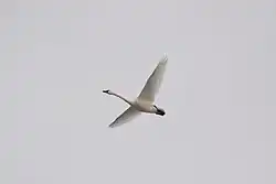 Tundra_Swan_(Cygnus_columbianus)_(13016737873)