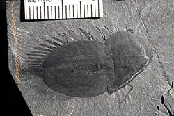 Fossil lectotype of N. compacta