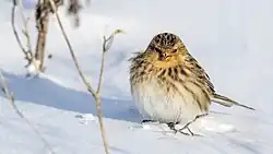 Twite, Uppsala, Uppland