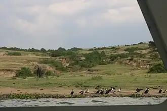 Wild Life at the banks of Kazinga channel, Queen Elizabeth National Park
