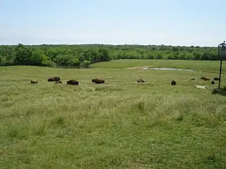 a herd of bison on a rolling prairie, with water