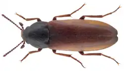 Xylita laevigata