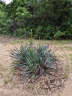 Several Yucca necopina plants with long straight leaves that taper to sharp points that radiate outward in every direction. Two of the plants have tall stalks emerging from the center, though they are unbranched in this photo.