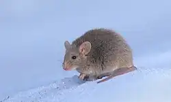 House mouse (Mus musculus)