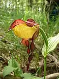 Cypripedium calceolus L.
