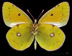 Colias myrmidone ♂ △