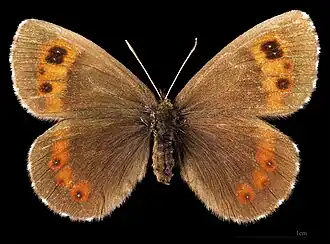 Erebia ligea ligea ♀