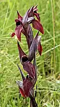 Flowers of Serapias vomeracea