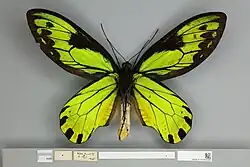 Ornithoptera victoriae regis, male ventral view