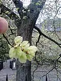 Smallish samarae