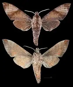 Acosmeryx formosana