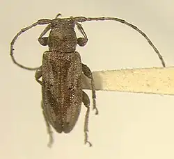 Acrepidopterum minutum