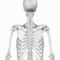 Position of acromial angle (shown in red). Animation.
