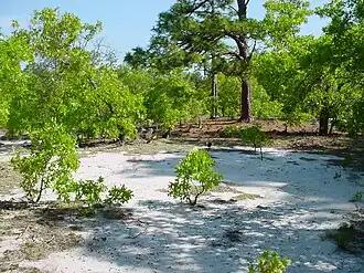 Old cemetery near the BLSF office