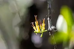 Some yellow erect flowers stemming out of a branchlet.