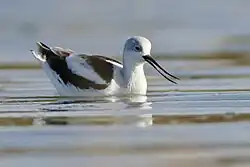 A black-and-white bird with a long beak forages in the water