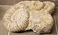 Ammonites