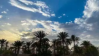Evening view of date palm trees in Nal, Balochistan