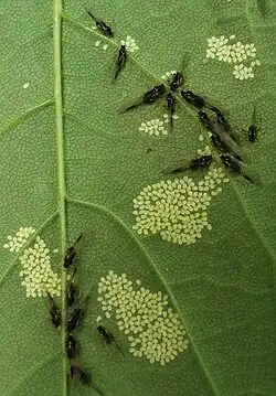 Aphids and live young on sycamore