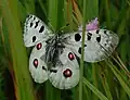 Mountain Apollo (Parnassius apollo), tribe Parnassiini