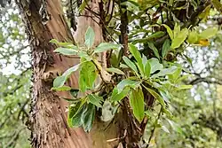 The hybrid Arbutus × andrachnoides