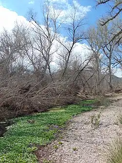 Arivaca Creek, near the ruins of the historic Wilbur Ranch House.