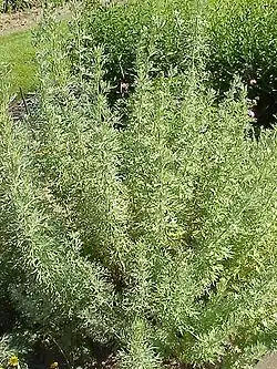 White mugwort.