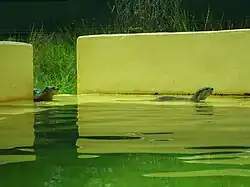 Asian small-clawed otter