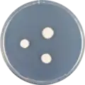 Aspergillus galapagensis growing on CYA plate