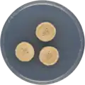 Aspergillus ochraceoroseus growing on CYA plate