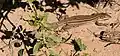 Desert grassland whiptail (Aspidoscelis uniparens), Grant County, New Mexico