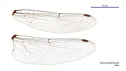 Male wings