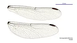 Female wings