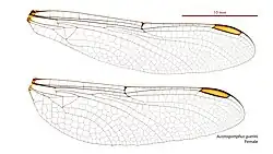 Female wings