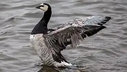 Barnacle_goose_(Branta_leucopsis)