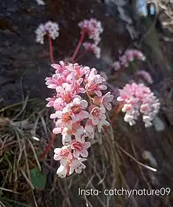 bergenia ciliata flower(2)