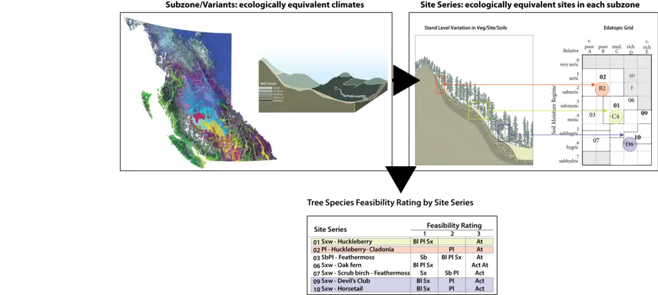 Diagram presenting ecologically suitable tree species for hypothetical subzone. Tree species are listed, by three ecological feasibility classes, for each site series.