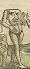A blemmyae in the 1544 wodcutt in the Cosmographia of Sebastian Münster