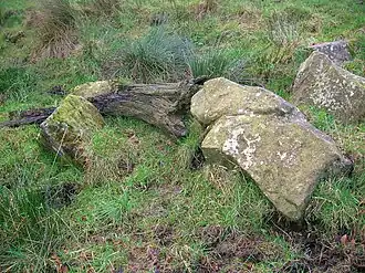 Bog-wood and boulders at the Stumpy Knowe near South Auchenmade, Ayrshire, Scotland, United Kingdom