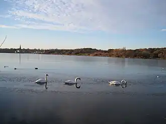 Swans on Brent Reservoir