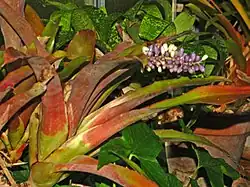 Plant of Aechmea lueddemanniana at Orto Botanico dell'Università di Genova