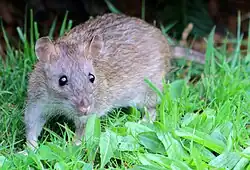 Brown rat (Rattus norvegicus)