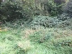 The mound, pictured in September 2019